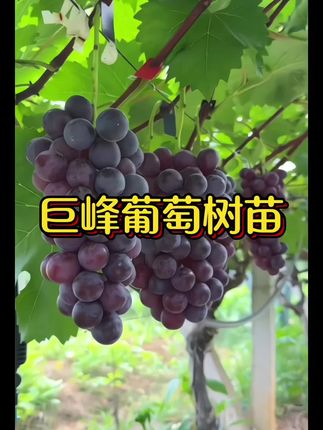 巨峰葡萄苗南北方种植! 巨峰葡萄大苗:当年结果,南北方庭院首选 想在庭院种出甜葡萄!选巨峰葡萄大苗就对了!苗情壮实,当年栽种就能结果,不用久等。爬藤生长适配庭院,还特别抗寒,南方湿热、北方低温环境都能轻松hold住。果子饱满多汁、甜度高,新手也能种,在家就能收获满满果香!#巨峰葡萄苗 #巨峰葡萄树苗 #种植葡萄 #优质种苗 #巨峰葡萄