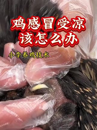 #养鸡技术 #养鸡小妙招 #鸡病防治 #养鸡助手 #鸡感冒 @抖音热点 @抖音创作小助手 @抖音小助手 养鸡技术
