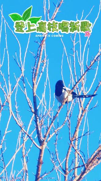 登上高枝唱新春#喜鹊迎春节 #马年吉祥