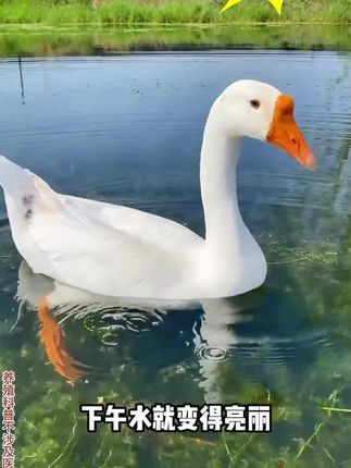#鱼耀 粪硫菌 分解池塘底部黑臭淤泥,净化底部环境,净化水质,鱼虾蟹更好#水产养殖,富含多种有益菌#粪硫菌