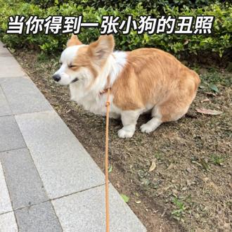 得到小狗的丑照,就制作成老鼠干#狗狗