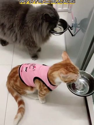 #萌宠出道计划 #猫咪 #家有萌宠 #动物的迷惑行为 #萌宠 @DOU+小助手 @DOU+上热门