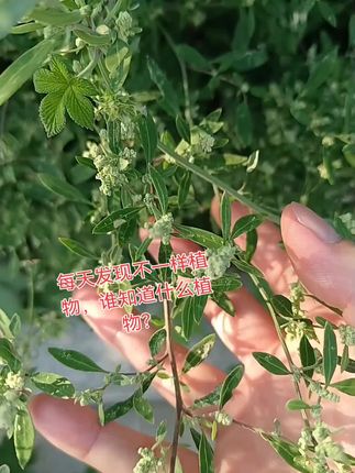 #大地馈赠,#每天拍摄不一样植物,谁知道这是什么植物?@抖音Dou+上热门