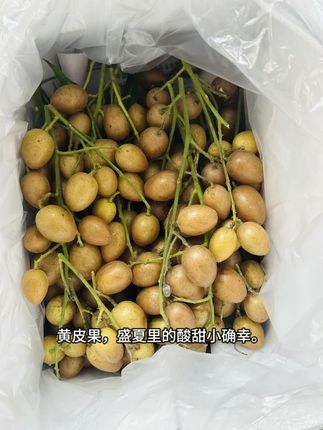 #优质农产品 #新鲜水果 #快来一起尝个鲜 黄皮果
