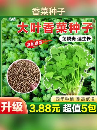 【5包】大叶香菜种子耐热耐抽薹芫荽种籽春秋四季蔬菜盆栽蔬 香菜大叶香菜种子耐热耐抽薹芫荽种籽四季农家蔬菜种籽盆栽学种菜 #阳台小院均可种植 #香菜 #香菜种子 #香菜种植 #蔬菜种子