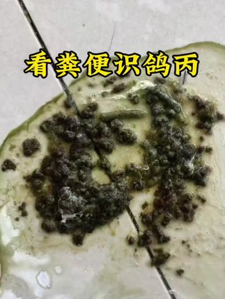 #鸽子#养鸽人 #三农 #赛鸽#科普