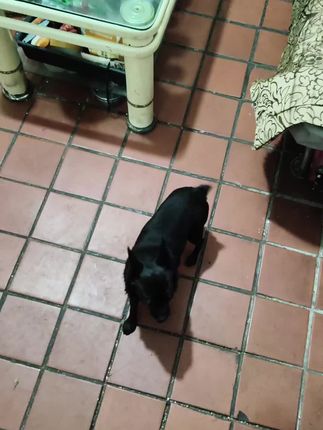 #狗狗的迷惑行为 #小型犬 #宠物狗 #黑狗 #萌宠