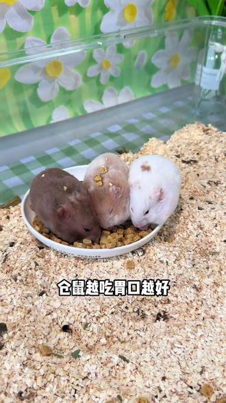 仓鼠挑食的正确解决办法,可不是让它饿肚子#金丝熊粮 #养仓鼠必看 #仓鼠 #仓鼠挑食 #仓鼠烘焙粮