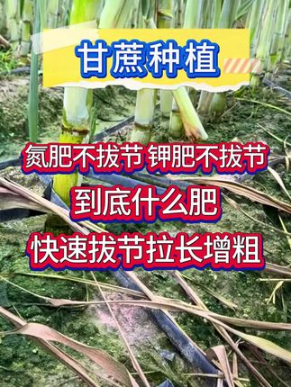 甘蔗种植#农业种植 #甘蔗#甘蔗种植#甘蔗高产#水果甘蔗