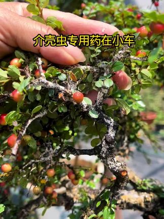 防治介壳虫我们就用介壳虫专用药#盆景#介壳虫#防虫小妙招