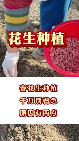 春花生长有讲究!花生种植千万别着急,原因有两个#花生种植 #花生种植管理技术 #农业种植技术 种植花生