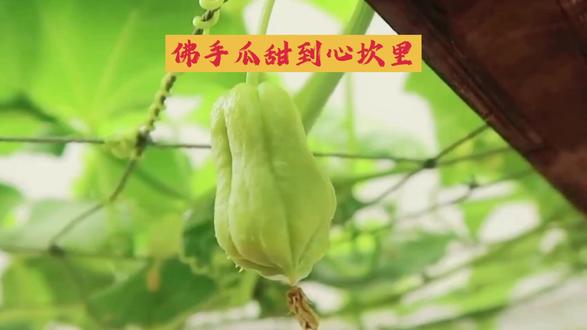 佛手瓜甜到心坎里!养护秘籍大公开,手把手教你种出“甜蜜炸弹”!
#瓜藤上的瓜 #瓜藤上的瓜