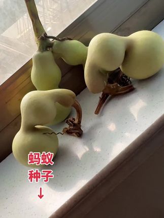 #弓背蚂蚁葫芦种子#弓背蚂蚁葫芦