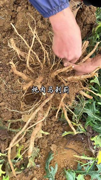 炖肉吃的野菜 #马刺根