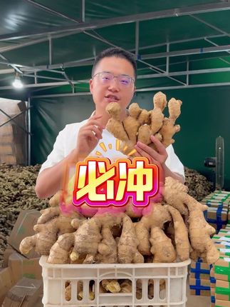 山东现挖大黄姜鲜到带泥腥香! 块大肉厚攥着沉,切开姜肉金亮冒油光,姜汁顺着刀缝往下淌才是真新鲜!#农特产品 #优质农产品 #三农 #抖音农产品 #新鲜农产品