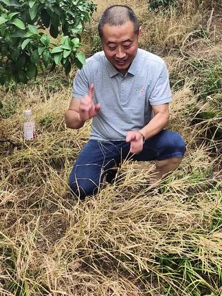 #笔管草 #牛百盾 #除草剂 #牛筋草