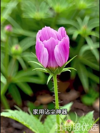 长柄粘毛器滚筒纸滚刷大号加长滚轮家用粘尘灰吸头发地板粘毛神器#好物#好物推荐#好物分享