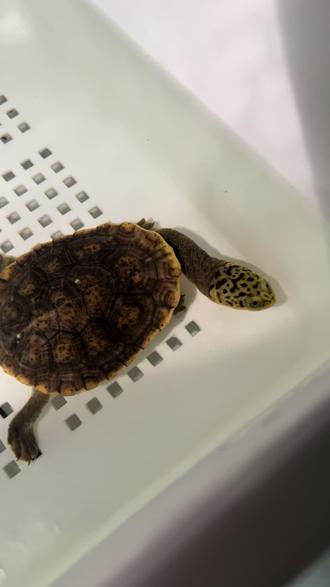 #纹面长颈龟 #养龟日常 #宠物龟 纹面长颈龟(学名:*Chelodina parkeri*)是蛇颈龟科长颈龟属爬行动物,又称派氏长颈龟,属于长颈龟属B族群。其最大甲长可达30厘米,雌性体型显著大于雄性。幼体和亚成体头部具乳白色迷宫状蠕虫纹,部分个体颈部延伸暗纹,背甲呈暗褐色或浅灰色并散布黑色斑点,腹甲及甲桥为乳黄色,斑纹随年龄增长逐渐变淡,老熟个体斑纹不明显1
。
该物种分布于新几内亚岛南部热带水域,栖息于湖泊及水草繁茂的河流浅滩。完全水栖且游泳能力强,仅产卵时登陆,以鱼类、甲壳类和昆虫为食。繁殖期每胎产8-11枚球形卵,孵化期约90天,具有水中产卵的特殊习性1
。因其稀有性及独特头部斑纹,被视为长颈龟属中珍稀种类,现被列为近危物种,国内人工养殖较为普遍但价格高昂。