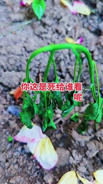 你这是死给谁看嘞 #记录我的种植生活