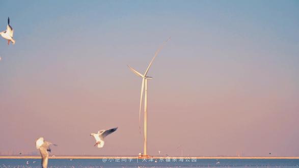 发朋友圈被问爆🔥这里是离北京最近的海🌊
浪漫大海+西伯利亚海鸥+海上小火车
我愿称之为北京周边春日浪漫天花板‼️
🌊【看海一日游路线】
海边栈道喂海鸥➠坐海上小火车➠23M Café 观海喝下午茶➠彩虹步道追橘子海日落
🕊️【海边栈道喂海鸥】
✅时间:9:00-11:00(海鸥活跃亲人)
✅点位:东疆湾海边栈道,延伸入海360°无遮挡
✅投喂:手撕白面包/专用鸥粮,拒绝含盐零食
🚂 【海边小火车】
✅时间:单程约20min
✅票价:25💰(套票39)
✅视角:海鸥伴车飞行,电影感直接拉满
☕️ 【海边咖啡馆】
选个窗边的座位,
看海鸥,看海景,听音乐,喝下午茶
等蓝调时分,高级孤独感就来了❄️
🌅【彩虹步道日落】
✅时间:日落前30min(17:00左右)
✅出片:橘子海+彩虹步道,浪漫天花板❤️
⚠️【出行必备贴士】
1. 海边风大,防风外套+帽子手套🧤必带
2. 文明投喂海鸥,保持安全距离
3. 小火车旺季需排队,尽量早到
4. 咖啡馆窗边位可提前预约
#天津东疆亲海公园 #天津海鸥 #西伯利亚海鸥 #北京周边游 #马上更新家乡年味
