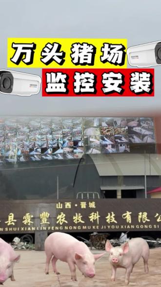 万头猪场监控安装!#监控