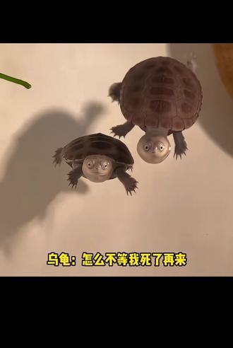 乌龟:朝廷的赈灾水下来了!#有趣冷知识 #实用冷知识 #生活小妙招每日更新 #万万没想到#科普日常冷知识