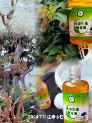 光秃秃的嘉宝果,你以为它死掉了,其实不然#种植小技巧 #嘉宝果#树葡萄#生根液#快速生根液