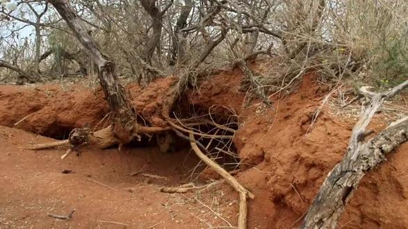 蜜獾:江湖人称“平头哥”看完便知为何无所畏惧了!简直草原一霸#动物世界#平头哥