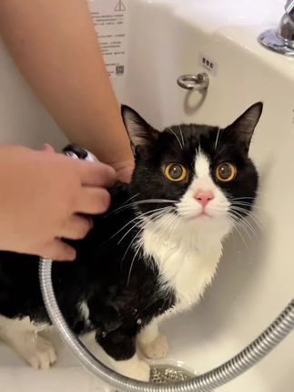 宠物用品赛道文案素材 - 猫狗驱虫米尔贝肟吡喹酮 猫狗可以一辈子不洗澡,但是定期的驱虫不要少,自己在家做驱虫真的没有那么麻烦,一起给毛孩子做驱虫吧,操作方便省心,趁现在活动赶紧多囤一些。#驱虫 #宠物驱虫#萌宠好物 #养猫经验分享#绦虫 - 卖猫养家1作品
