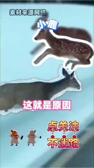 鹿妈妈:耶?我的孩子呢 #小鹿 #下雪天 #可爱