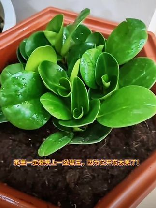 #碧玉 #绿植#绿植盆栽