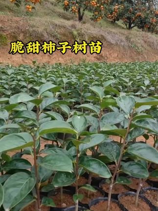 嫁接脆甜柿子树苗#柿子 #柿子树 #果树种植 #果苗供应 #抖音助农扶农