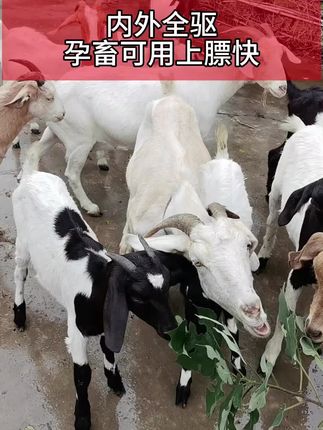 #养羊人 #农村养殖 #三农 #牛羊驱虫
