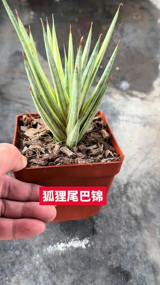 狐狸尾巴锦虎尾兰自然变异组合小盆栽泰国进口多肉绿植