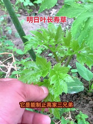 #盆栽 #草本植物 #药食同源 #植物百科 #我的菜园子 明日叶长寿草种苗新鲜茎叶干茎叶