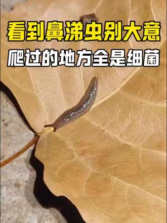 救命!家里出现鼻涕虫别大意!爬过的地方全是细菌!别再踩坑了!除鼻涕虫的方法看这一篇就够了#鼻涕虫 #鼻涕虫防治方案 #蛞蝓 #居家除虫 #杀虫剂