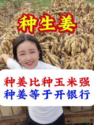 种生姜#三农 #农业种植 #生姜 #生姜增产