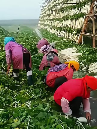 原味无盐制作新贷脆爽云南农家特产萝卜干食用当 季新鲜萝卜条干#美食分享 #好货推荐 #好吃不贵 #好东西一起分享 #吃货必备