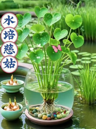 它是慈菇,把它往鱼缸里一扔,不用复杂管理,新手也能轻松养开花,而且它还是出了名的净水高手,能吸收水体里的有害物质,让水质更清澈。慈菇还特别耐寒,冬天不怕冷,夏天不怕晒,家里有鱼缸的朋友赶紧试试吧!种球就在左下方小黄车!#慈姑 #养鱼 #植物花卉 #水培植物 #鱼缸净水
