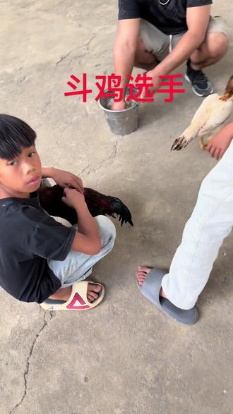 从小就会养鸡打架。斗鸡#斗鸡 #火鸡