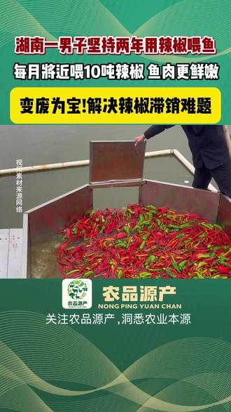 湖南一男子坚持两年用辣椒喂鱼,每月将近喂10吨辣, 鱼肉更鲜嫩变废为宝!解决辣椒滞销难题#养殖 #养鱼 #三农 #三农流量扶持计划 #辣椒喂鱼 @抖音创作小助手 @DOU+小助手