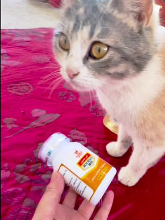 #猫咪 #我要上热门 #好好东西推荐 #好物推荐🔥 #日常分享