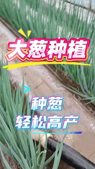 #大葱高产 #大葱种植技术与管理 #大葱高产种植新方法 #大葱高产种植技巧 #农业大葱种植
