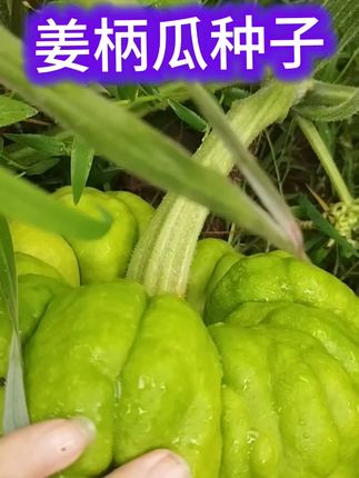 #农业种植 #姜柄瓜种子云南特产小嫩瓜南瓜种籽中早熟庭院特色迷你小南瓜种籽