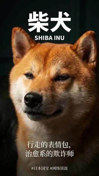 柴犬
#柴犬#Shiba Inu#萌宠