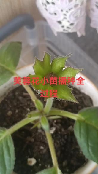自己授粉成功的种子播种出的小苗子 是不是长的非常不错