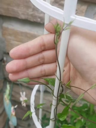 找到一款非常不错的#爬藤花架支架 需要的可以看看,性价比非常高#园艺支撑杆 #万能爬藤架 #爬藤植物固定器 #防倒伏花架支撑杆