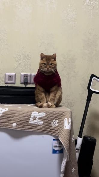 咪你也爱我吧,你怎么不说话#猫