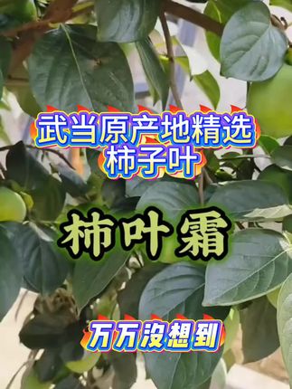 武当深山采摘柿子叶,压高的朋友们快来看看吧#养生 #泡水#滋补#健康生活小知识 #降