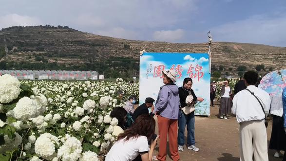 甘肃临洮西坪"锦绣园"中木绣球盛开,赏花去啦(临洮拍客)2026.05.26.#原创视频 #共赴一场花海的盛会 #临洮拍客